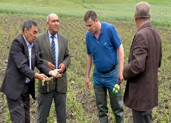 "Nə meyvə qaldı, nə taxıl... heç yerdən ümidimiz yoxdur" - kənd sakinləri