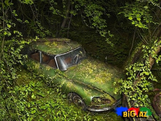 İnsan olmasa dünya belə olar - MARAQLI - FOTO