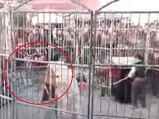 Sirkdə faciə: pələng iki uşağa hücum çəkdi - VİDEO - FOTO