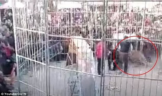 Sirkdə faciə: pələng iki uşağa hücum çəkdi - VİDEO - FOTO