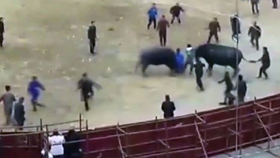 İki öküzün arasında qaldı - FOTOLAR