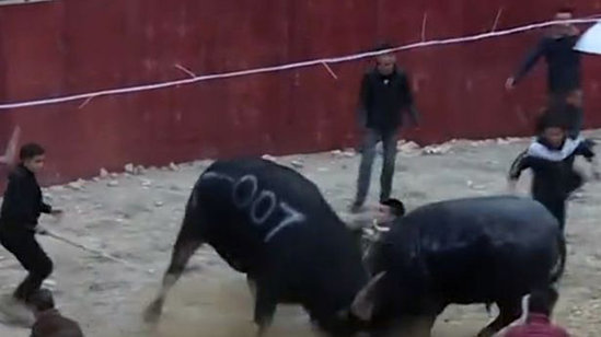 İki öküzün arasında qaldı - FOTOLAR