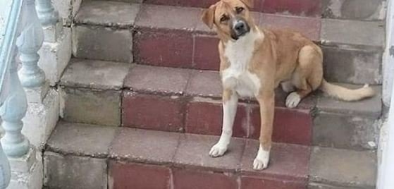 Üstünə qır tökülən heyvanın indiki halı - FOTO