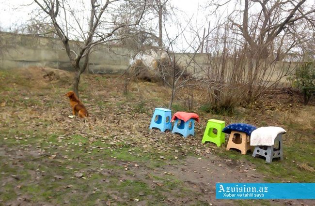 Xaçmazda öldürülən saqqallının atası: 