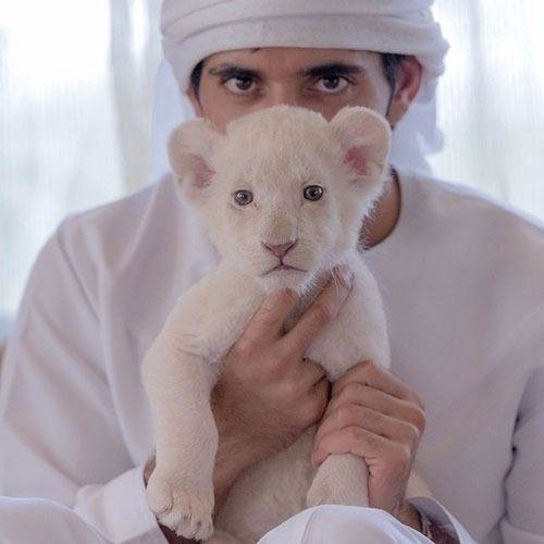 Dubayın ŞAHZADƏSİ - safari, ov və paraşütlərdə yaşanan ÇILĞIN HƏYAT - FOTOLAR
