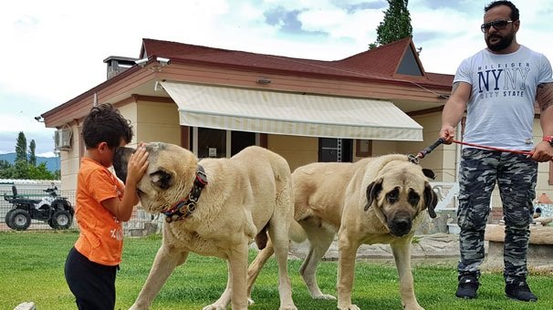 Azərbaycanda nazir oğlu çoban iti aldı - FOTO
