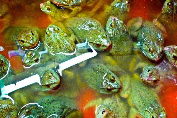 Bunları təkcə Çin supermarketlərindən almaq olar: DƏHŞƏTLİ FOTOLAR