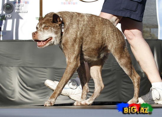Dünyanın ən çirkin köpəyi- VİDEO