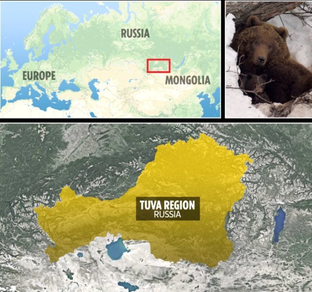 Ayının mağarasına apardığı adam 1 ay sonra tapıldı, bunu edərək sağ qalıb - FOTOLAR