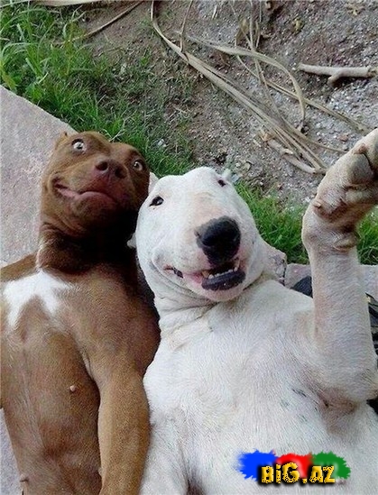 "Selfie" çəkən fil- FOTO