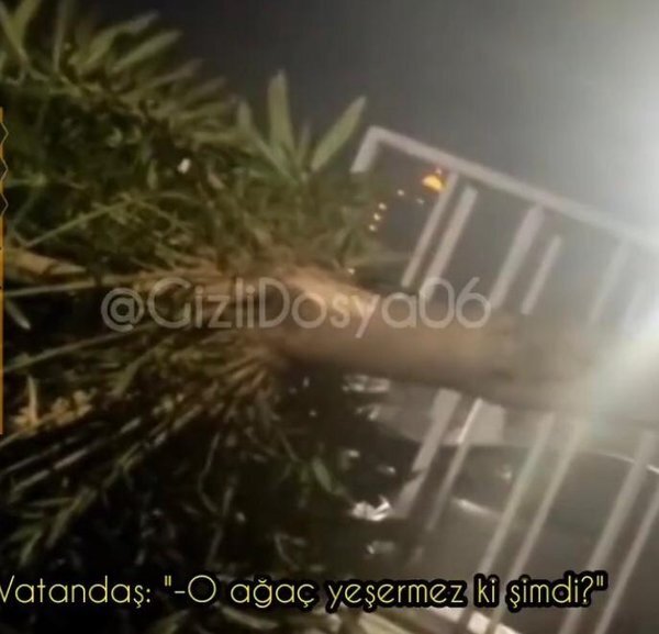 Tarkan üçün ağacları KƏSDİLƏR - FOTO