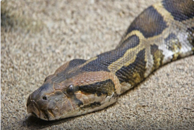 Yeddi metrlik ilan qadını uddu