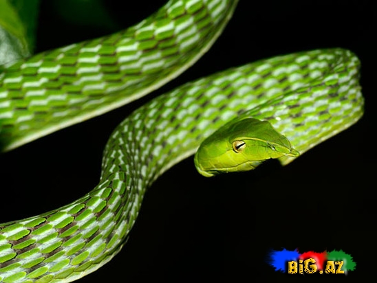 Qeyri-adi ilan görənləri çox təcübləndirir - FOTO