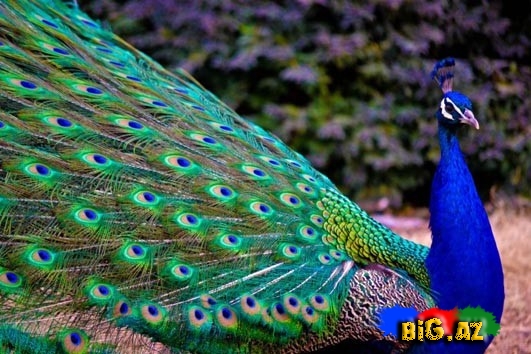 Biri birindən mükəmməl quş növləri - FOTO