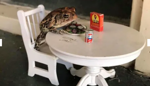 Bu qızın hərəkəti hər kəsi təəccübləndirdi - Evində qurbağa saxlayır - FOTOLAR