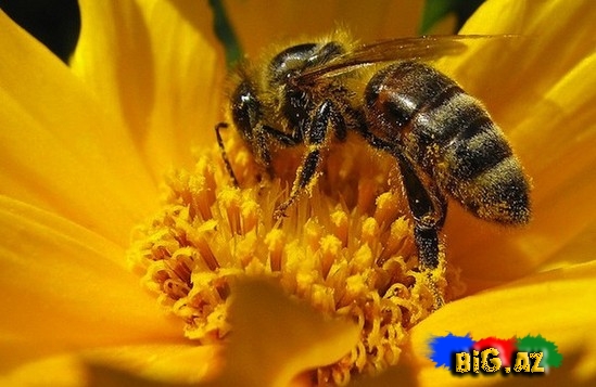 Xərçəngin çarəsi eşşək arısındadır?