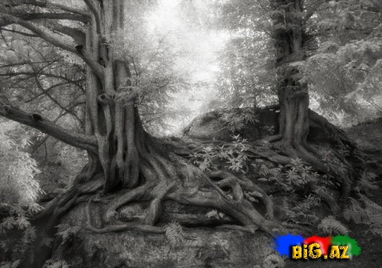 Dünyanın ən yaşlı ağacları - FOTO