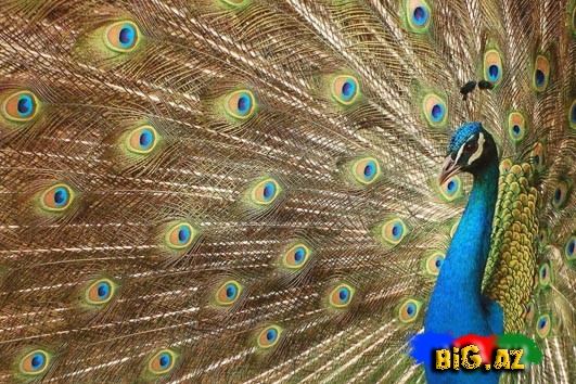 Biri birindən mükəmməl quş növləri - FOTO