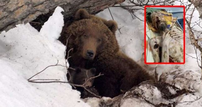 Ayının mağarasına apardığı adam 1 ay sonra tapıldı, bunu edərək sağ qalıb - FOTOLAR