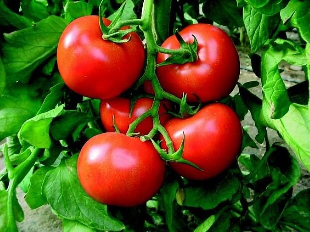 Pomidor yetişdirən fermerlərin rastlaşdığı çətinliklər - VİDEO
