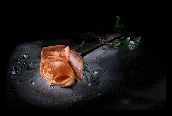 Xoşbəxtliyin Sirri