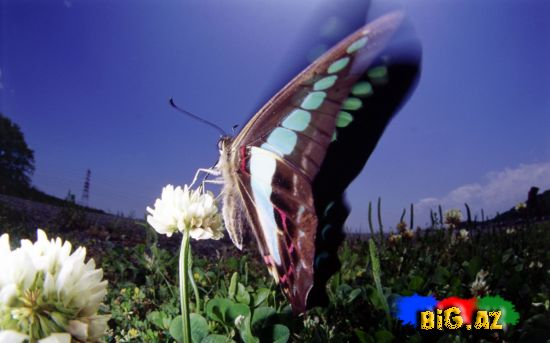 Kəpənək (Butterfly)