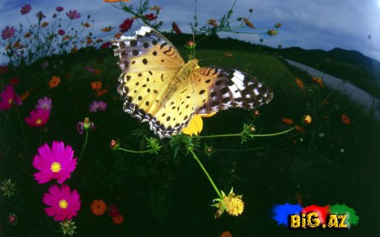Kəpənək (Butterfly)