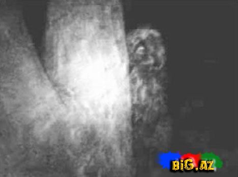 Qar adamı-Yeti tarixdə