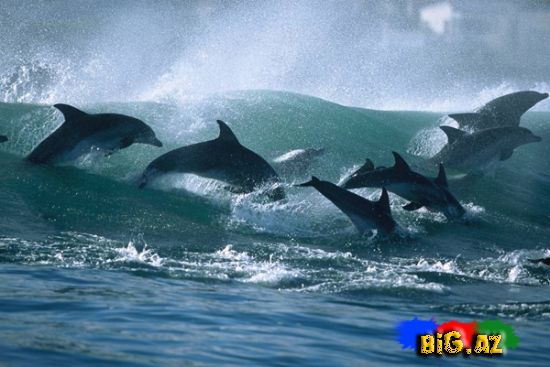Rəqs edən delfinlər