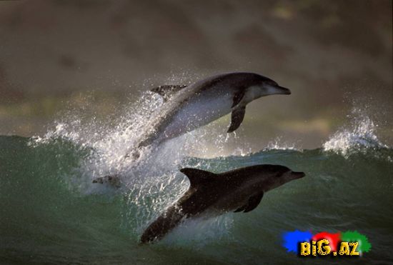 Rəqs edən delfinlər