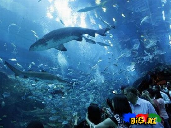 Dünyanın ən böyük akvariumunun dağılması