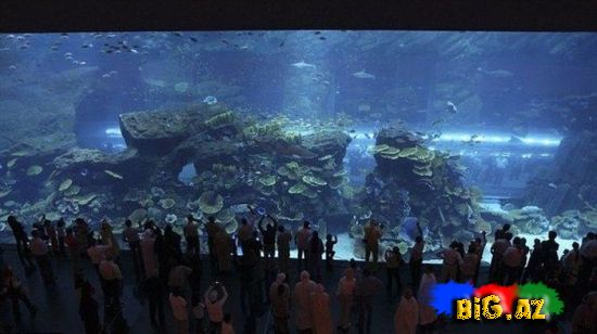 Dünyanın ən böyük akvariumunun dağılması