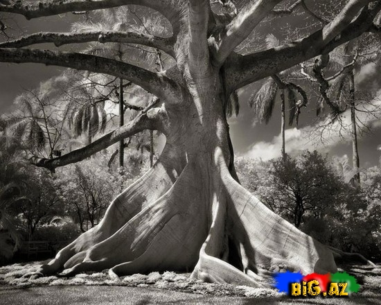 Dünyanın ən yaşlı ağacları - FOTO