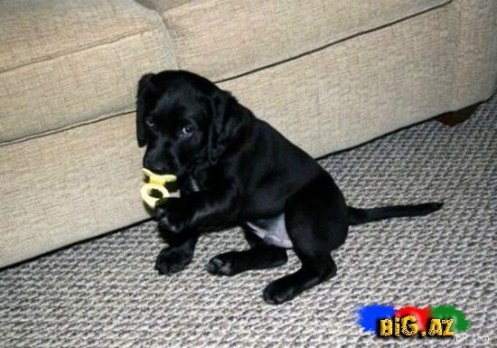 Gülməli şəkillər