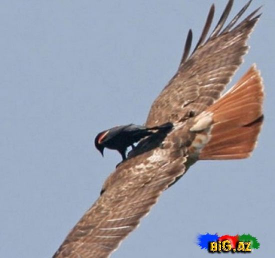 Gülməli şəkillər