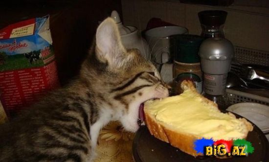 Gülməli şəkillər