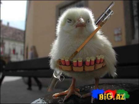 Gülməli şəkillər