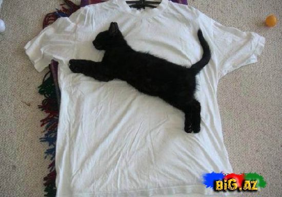 Gülməli şəkillər