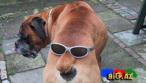 Gülməli şəkillər