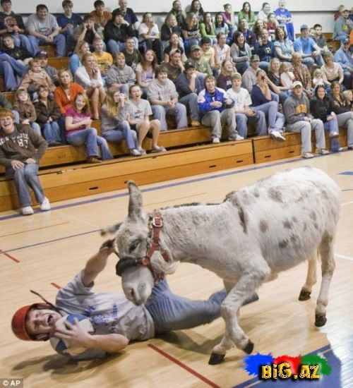 Gülməli şəkillər