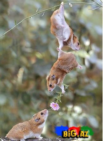 Gülməli şəkillər