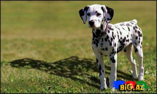 Maraqlı Şəkillər