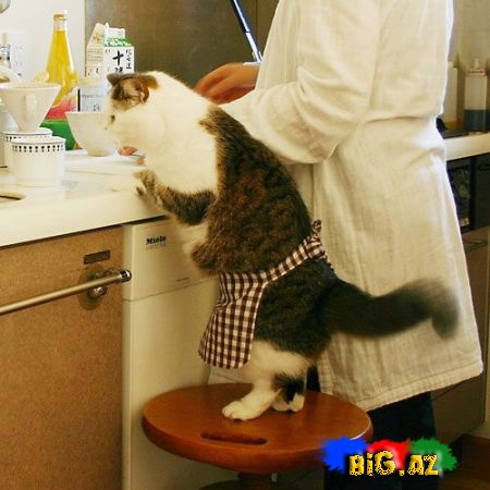 Maraqlı Şəkillər