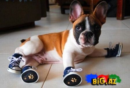 Maraqlı Şəkillər