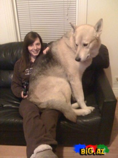 Maraqlı Şəkillər