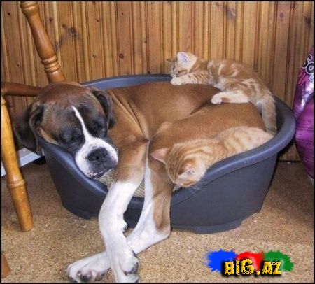 Maraqlı Şəkillər