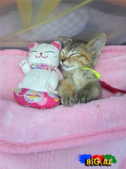 Maraqlı Şəkillər