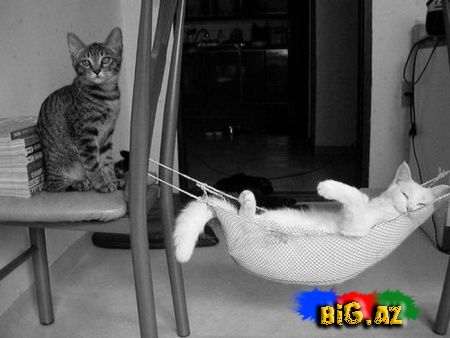 Maraqlı Şəkillər