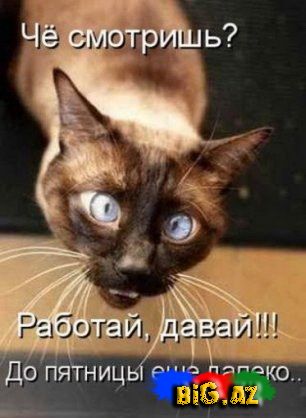 Maraqlı Şəkillər