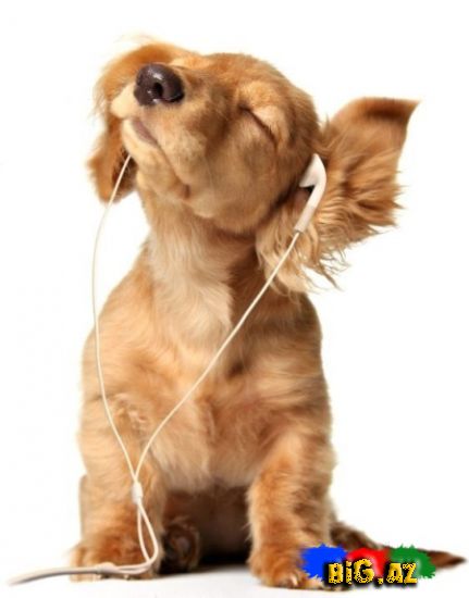 Maraqlı Şəkillər